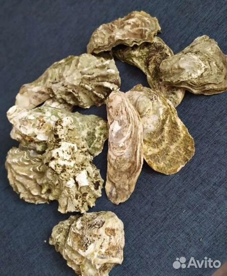 Раковины устриц