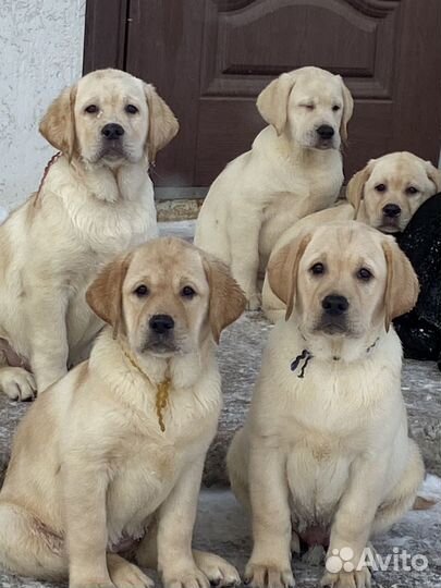 Щенки лабрадора