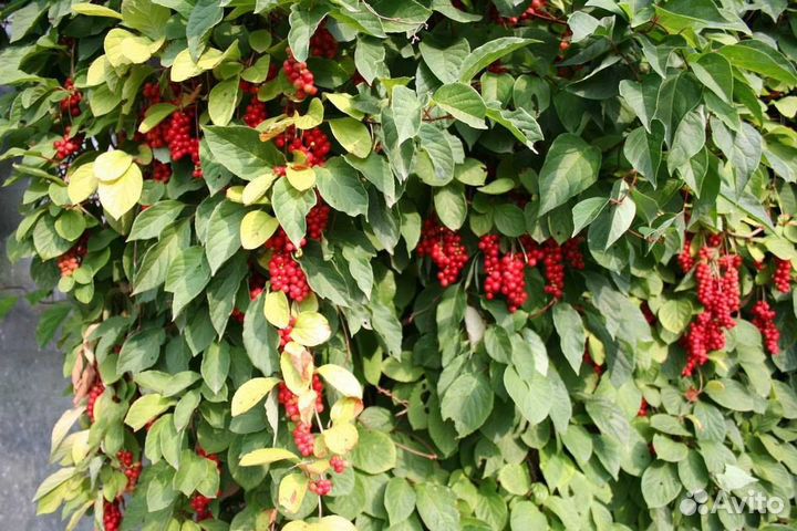 Лимонник китайский. Саженцы