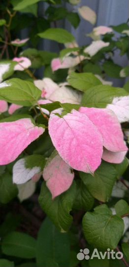 Декоративные и ягодные кустарники