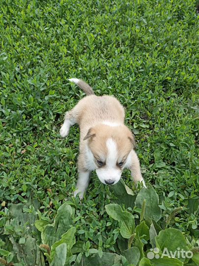 Успокаивающие щеняточки