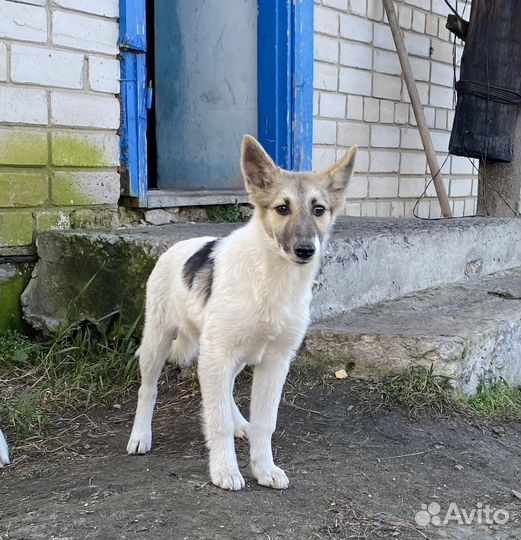 Щеночки в добрые руки