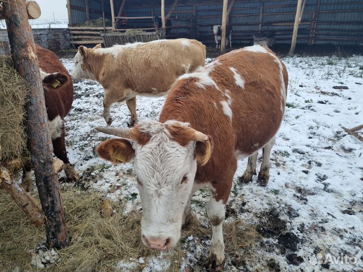 Телки нетели