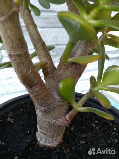 Папоротник,толстянка,сингониум