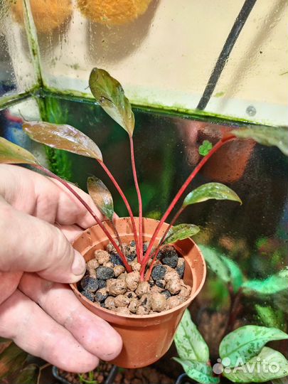 Хомаломена Homalomena sp. Sulawesi Red