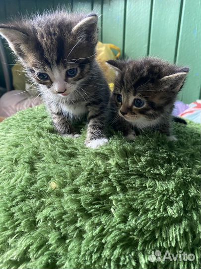Отдам котят