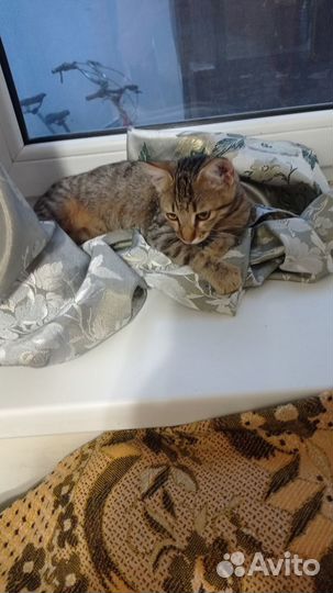 Котенок кошечка в добрые руки