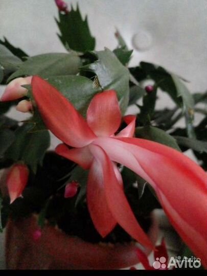 Декабристы.Традесканция.Рео.Ледебурия.Фикус.Сцинда