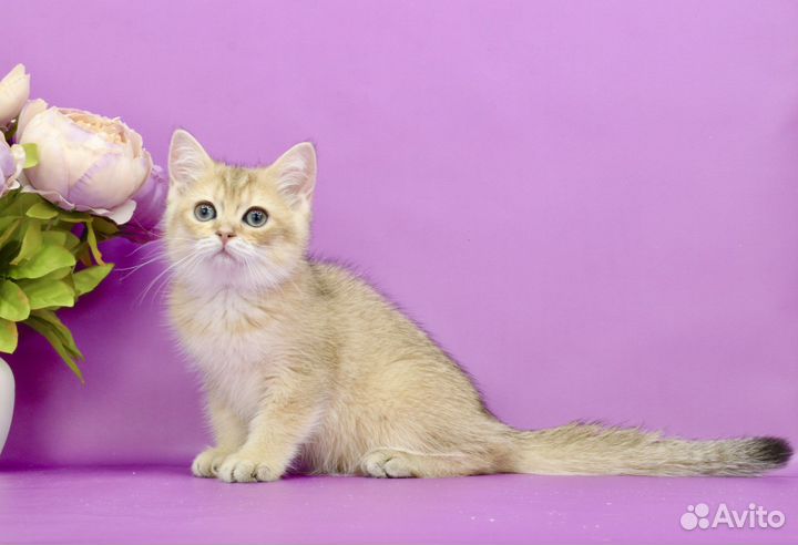 Кошка золотая шиншилла ny11