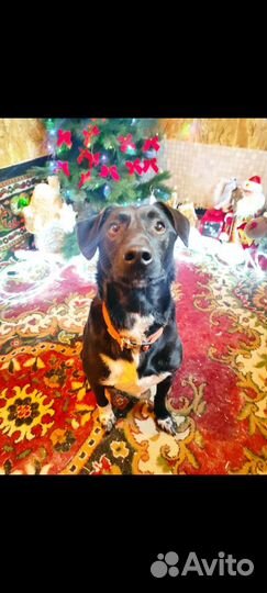 Маленькая собака Вито ищет дом