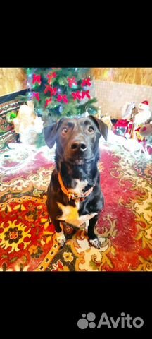 Маленькая собака Вито ищет дом