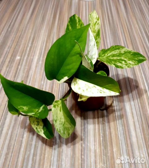 Сциндапсус вариегатный