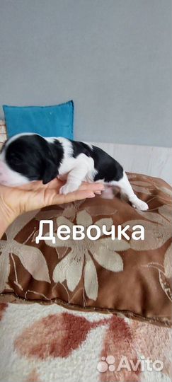 Кокер спаниель щенки