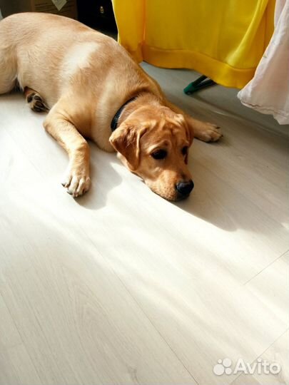 Собака лабрадор