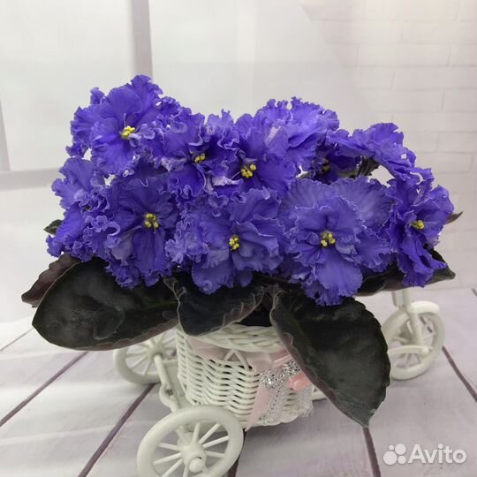 Фиалки(детки)