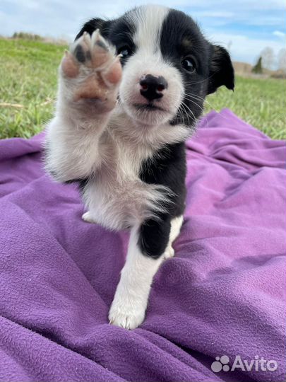 Собака в добрые руки отдам бесплатно