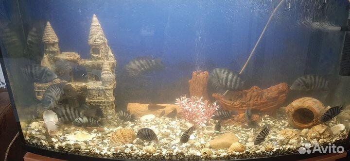 Аквариум с рыбами тумба