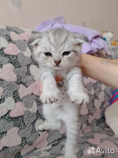 Шотландские котята