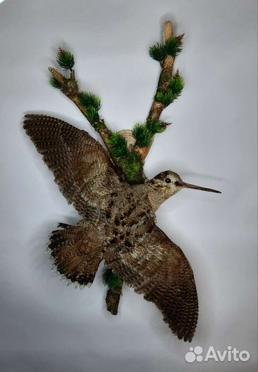 Чучело птицы вальдшнепа
