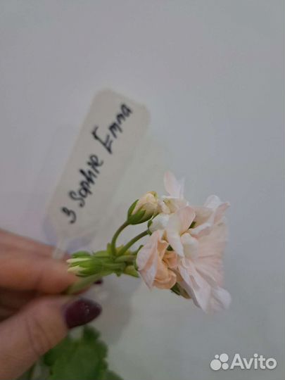 Пеларгония герань сортовая