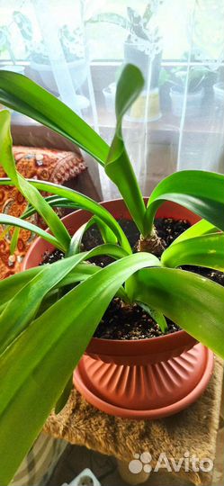 Комнатные цветы много