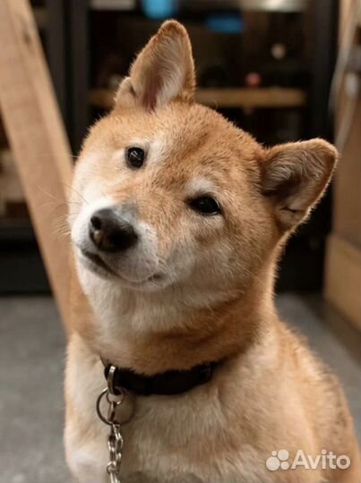 Собака для фотосессии