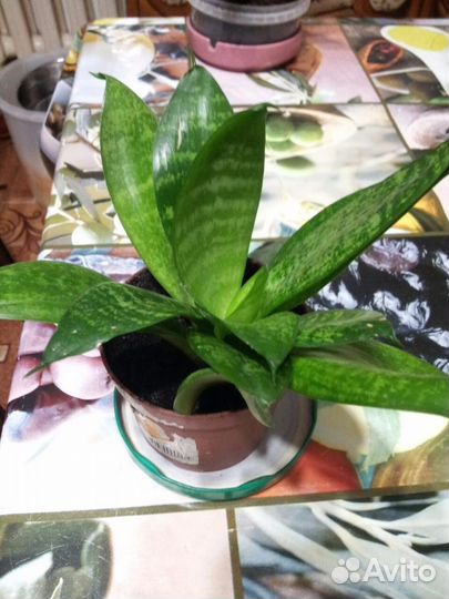 Сансевиерия