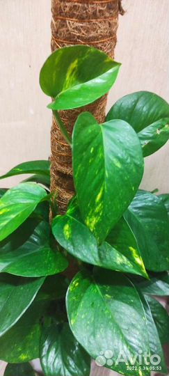 Сциндапсус, циссус, сингониум панда