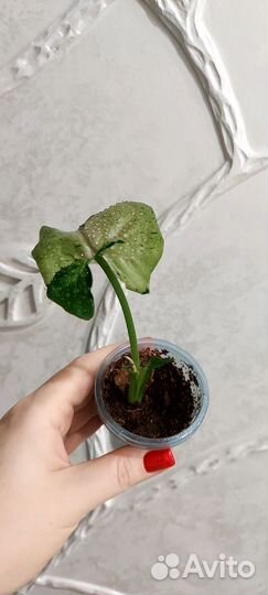 Сингониум серый призрак