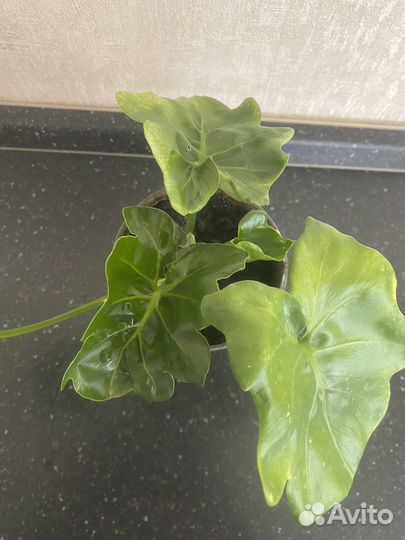 Филодендрон