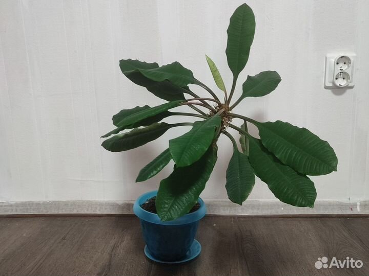 Диффенбахия, молочай