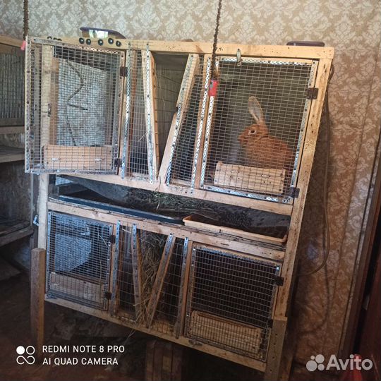 Клетки для кроликов