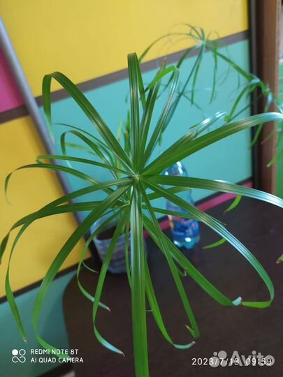 Циперус или пальма болотная