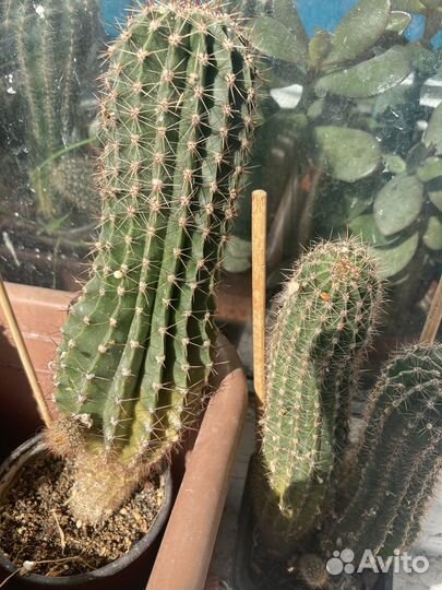 Кактус эхинопсис