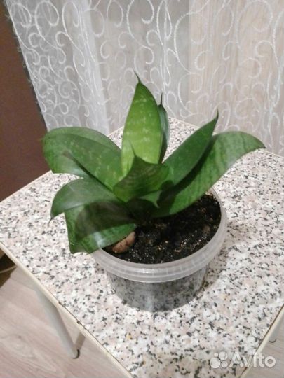 Сансевиерия