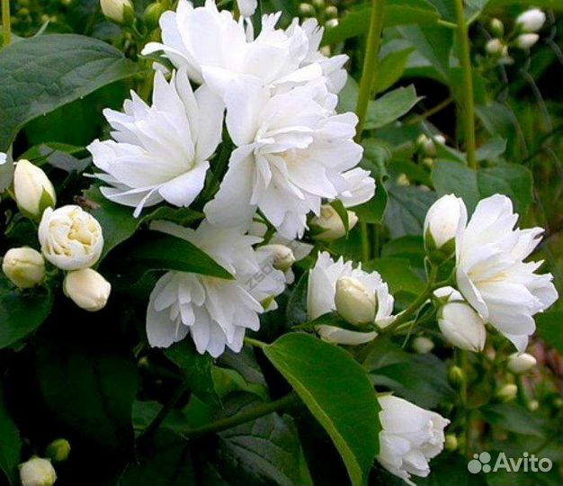 Жасмин махровый