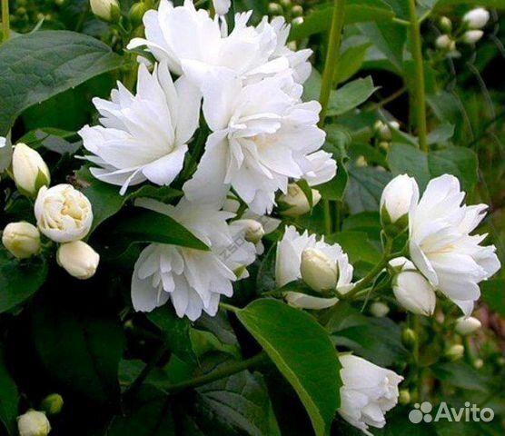 Жасмин махровый