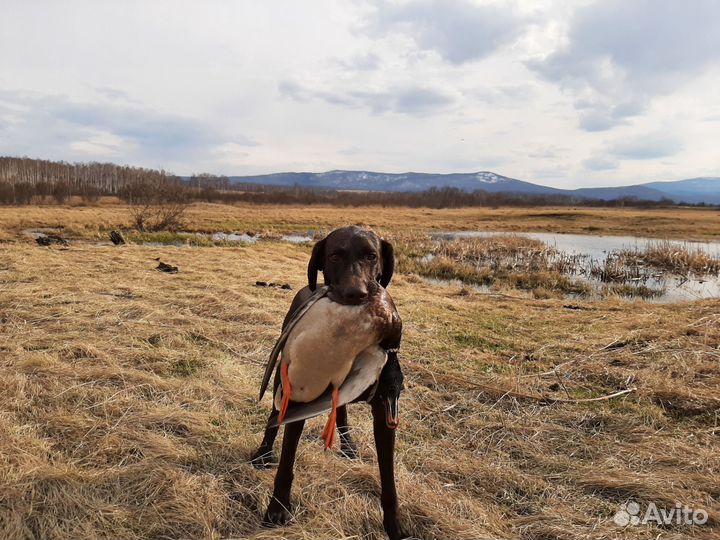 Мясо дикой утки