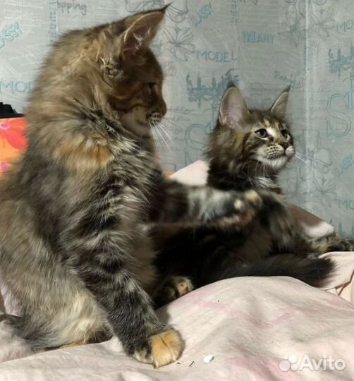 Котята мейн-кун