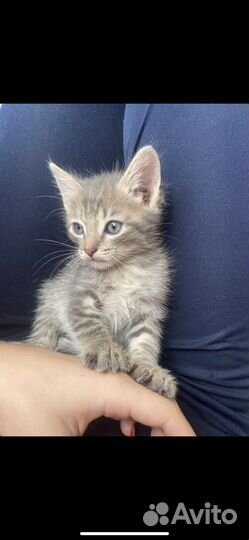 Котята в добрые руки бесплатно