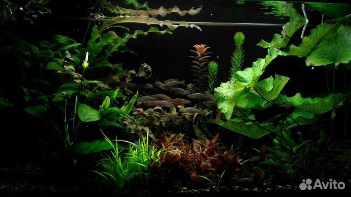 Аквариумные растения