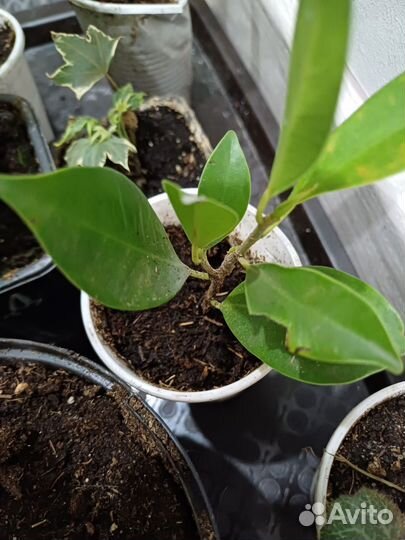 Фикус бенджамина