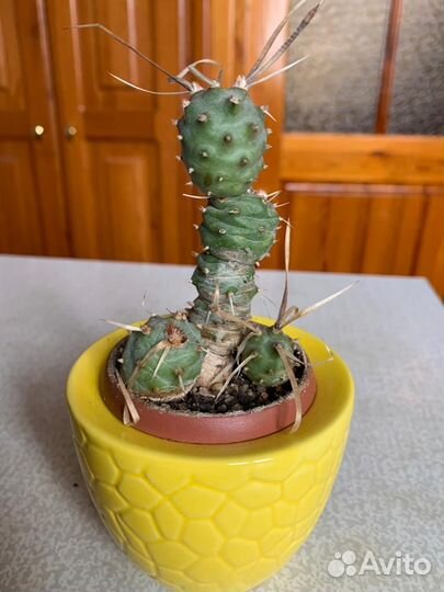 Кактусы коллекционные