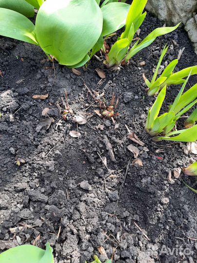 Папортник садовый