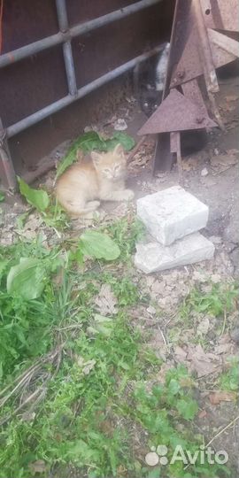 Котята от лесных кошек