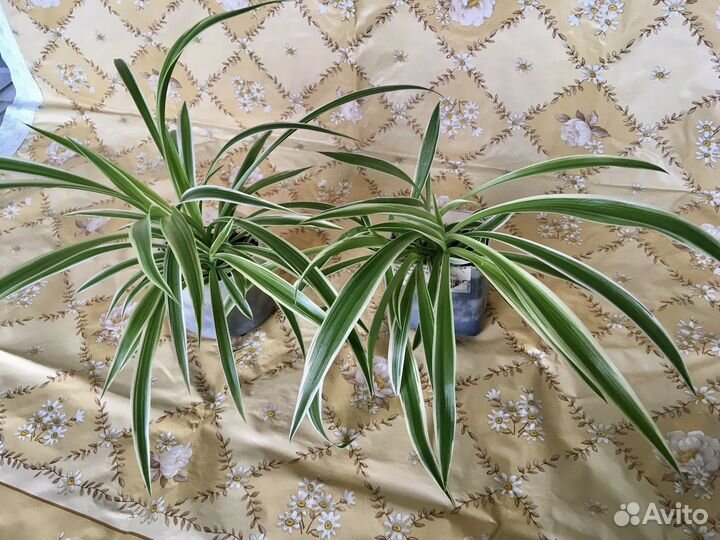 Хлорофитум, хойя и др домашние цветы