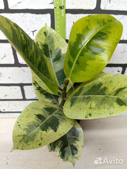 Фикус шривериана
