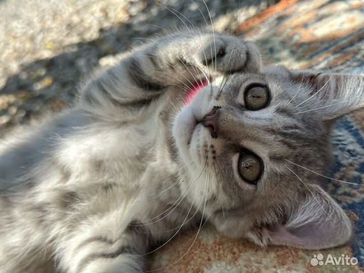 Шотландские котята