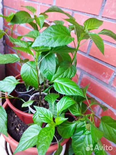 Перец острый