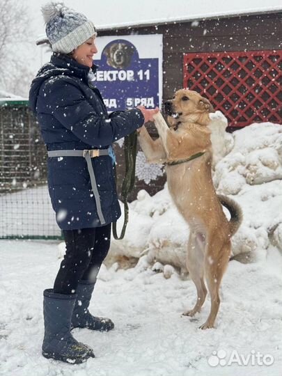 Собака в добрые руки